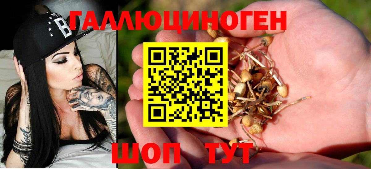 Псилоцибиновые грибы Cubensis Томск